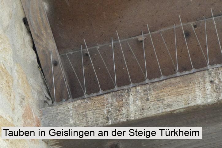 Tauben in Geislingen an der Steige Türkheim